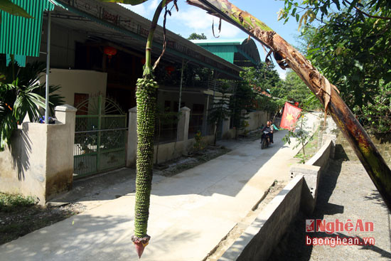 Người dân bản Vẽ (Yên Na - Tương Dương) lâu nay lấy làm lạ bởi cây chuối độc lạ của gia đình ông Vi Văn Quy. Cây chuối này cho buồng dài hơn 2m, chi chít những quả nhỏ bằng ngón chân cái.