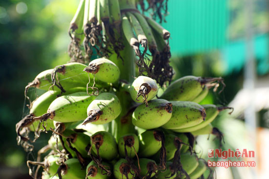 Quả của cây chuối này không to vì trồng trên đất đá.