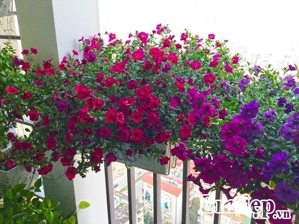 Anh Vượng lưu ý, dạ yến thảo là cây cân nắng, càng nhiều nắng thì càng sai hoa. Thiếu nắng cây thường chỉ phát triển cành lá, ra rất ít nụ, hoa nở cũng không đẹp và nhanh tàn. Ban công nhỏ nên anh Vượng chủ yếu trồng trên lan can, đặt một vài chậu dưới sàn, hơn nữa lại trồng trên cao nên sâu bệnh hầu như không có.