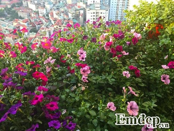 Anh Vượng chia sẻ, sau một thời gian chăm sóc cho vườn hoa ở ban công, anh rút ra được khá nhiều kinh nghiệm. Đầu tiên là cần chú ý tưới nước. Chỉ khi nào cây héo, lá rũ xuống, có biểu hiện thiếu nước thì anh mới tưới và đã tưới sẽ tưới thật đậm.