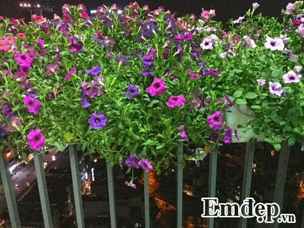 Thông thường 2 - 3 ngày anh mới tưới 1 lần. Một chậu dài thì mỗi lần tưới khoảng 1 lít nước và chú ý không nên tưới vào buổi tối. Buổi tối khi nhiệt độ xuống, cây không cần quá nhiều nước. Tưới cây sẽ khiến cho cây dễ bị ngập úng, dễ bị thối lá, thối thân và nhiễm bệnh. Bên cạnh việc tưới nước, cần chú ý đến chất trồng, nên trộn đất với xơ dừa hoặc các nguyên liệu tơi xốp giúp cây thoát nước tốt, đủ dinh dưỡng cung cấp để cây ra nhiều đợt hoa.