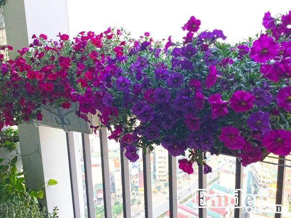 Khoảng ban công nhỏ xinh chỉ với 4m2 nhưng anh Vượng vẫn mong muốn tạo thêm sức sống cho góc nhỏ ngoài trời, là nơi để anh có thể ngắm nhìn phố phường vào buổi sáng sớm hay có thêm view đẹp, lấy cảm hứng ngồi vào bàn làm việc vào buổi tối.