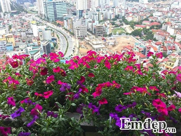 Hoa dạ yến thảo là loài dễ chăm sóc, lại phù hợp với điều kiện ban công hướng Tây nhiều nắng, anh Vượng thường chọn nơi mua cây giống uy tín nên khi trồng, cây rất dễ chăm sóc, khỏe mạnh và luôn tươi tốt. Cây giống khỏe nên cũng ít gặp sâu bệnh hơn. Dù chưa có nhiều kinh nghiệm chăm sóc hoa nhưng anh được người bán tư vấn cách chăm sóc nên việc trồng được một ban công đẹp như vậy cũng không quá khó.