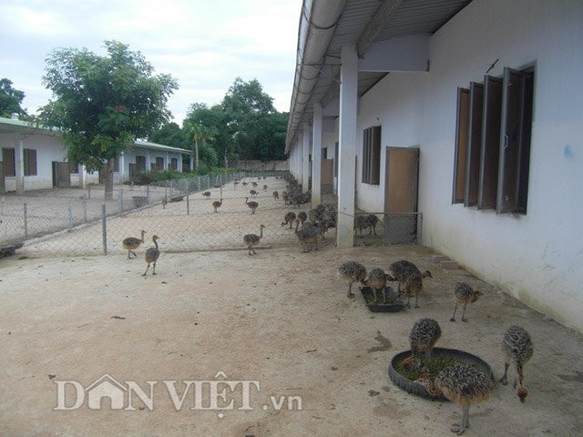Anh Tưởng cho biết thêm, khâu làm chuồng là một yếu tố không kém phần quan trọng. Chuồng phải làm ở nơi cao ráo, nền chuồng thiết kế có độ nghiêng từ 10 – 15 độ khi gặp trời mưa dễ thoát nước, chiều dài chuồng từ 60 – 70m, ngang từ 5- 7m, xung quanh được bao bọc bởi lưới B40, chiều cao lưới thiết kế 1,5m. Khi đà điểu ở giai đoạn nhỏ nên đưa lưới sát mặt đất, đến giai đoạn trên 4 tháng tuổi trở đi nâng lưới lên cho phù hợp. Với cách làm này đã giúp trang trại đà điểu vừa tiết kiệm chi phí và tăng thu nhập.