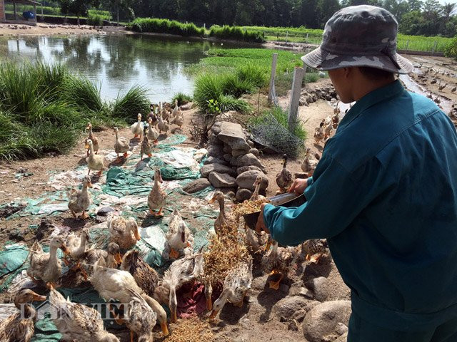 Với cách nuôi này, tuy thời gian nuôi lâu và chi phí nhiều tốn kém, lợi nhuận ít hơn thế nhưng bù lại vịt xuất chuồng không những có chất lượng thịt vô cùng ngon mà có phần vượt trội hơn so với giống vịt cỏ truyền thống của địa phương", anh Thuận bày tỏ. Tính đến thời điểm này, sau hơn 1 năm thả nuôi, tổng số lượng vịt mà anh Thuận đã xuất bán ra thị trường (mà chủ yếu là hàng quán ăn) đạt trên 1.500 con với trọng lượng từ 2,2-2,4 kg/con, mức giá 120.000 đồng/con.
