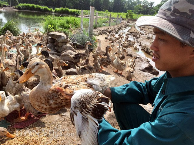 Sau một thời gian tìm hiểu, cách đây hơn 1 năm, anh Nguyễn Đức Thuận (41 tuổi) đã chọn mua hơn 2.000 con vịt giống 1 ngày tuổi từ tỉnh Lạng Sơn với giá khoảng 20.000 đồng/con đưa về nuôi để bán thịt tại thôn Phú Thuận Tây, xã Nghĩa Thuận, huyện Tư Nghĩa (Quảng Ngãi).