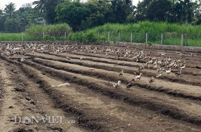 Để tránh việc tiêu thụ khó khăn khi xuất chuồng cùng lúc với số lượng lớn sau này, anh Thuận không mua và đưa toàn bộ vịt giống về 1 lần mà chia làm nhiều đợt, có số lượng từ 500-700 con/đợt. Cũng như các vật nuôi khác của mình tại đây như gà, lợn, bò... nhằm tạo cho sản phẩm của mình có chất lượng thịt sạch và ngon nhất, anh Thuận chủ yếu sử dụng các loại lúa, bắp, rau... làm thức ăn cho vịt và hạn chế tối đa thức ăn tổng hợp.