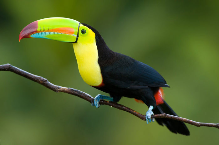 12. Chim Toucan Mặc dù có rất nhiều loại chim, vẹt sặc sỡ với giá phải chăng nhưng những người giàu, đặc biệt là những người sành lại thường tìm kiếm cho mình một thú cưng hiếm và kì lạ như chú chim Toucan này. Chim Toucan chỉ được tìm thấy phổ biến ở khu vực miền nam Mexico, phía Trung và Nam Mỹ. Giá bán mỗi con rơi vào khoảng 6.000 USD.