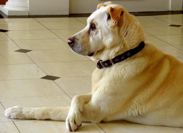 3. Chó Sir Lancelot Encore (Labrador Clone) Giống chó Labrador không hề đắt nhưng chú chó Sir Lancelot Encore này lại có mức giá siêu khủng: 155.000 USD. Tại sao lại vậy? Đó là vì Sir Lancelot Encore là một chú chó được nhân bản vô tính. Được biết, năm 2008, một cặp vợ chồng đã rất đau buồn khi chú chó Sir Lancelot của họ chết vì ung thư và đã quyết định nhân bản DNA và “sinh ra” Sir Lancelot Encore.