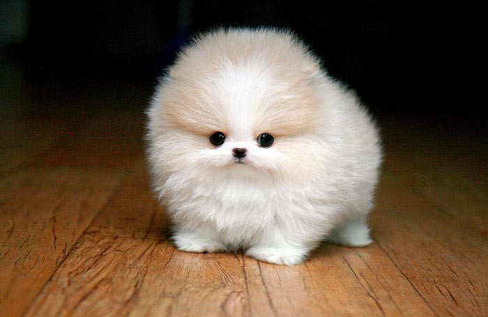 8. Chó Pomeranian mini Pomeranian đã là một giống chó nhỏ nhưng Pomeranian Mini lại còn nhỏ hơn nữa. Những chú chó với lông xù, tròn như cục bông khiến ai cũng phải trầm trồ vì sự đáng yêu quá mức của chúng. Tuy nhiên giá tiền của những “cục bông di động” này không nhỏ chút nào, bạn sẽ phải trả số tiền lên tới 14.000 USD cho mỗi con. Paris Hilton là một trong số những người nổi tiếng có thú cưng là một chú Pomeranian mini.
