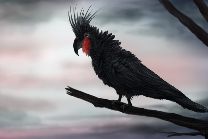 7. Vẹt Palm Cockatoo Palm Cockatoo có nguồn gốc từ New Guinea và Úc, đây chính là một trong số những loài vẹt có mào đẹp nhất thế giới. Chiếc mào tuyệt mỹ đầy phong cách cùng bộ lông màu đen hoặc tro xám đặc trưng khiến chúng khó bị lẫn với bất cứ loại thú cưng nào. Được biết, để sở hữu một chú vẹt Palm Cockatoo trưởng thành, bạn sẽ phải chi tới 16.000 USD.