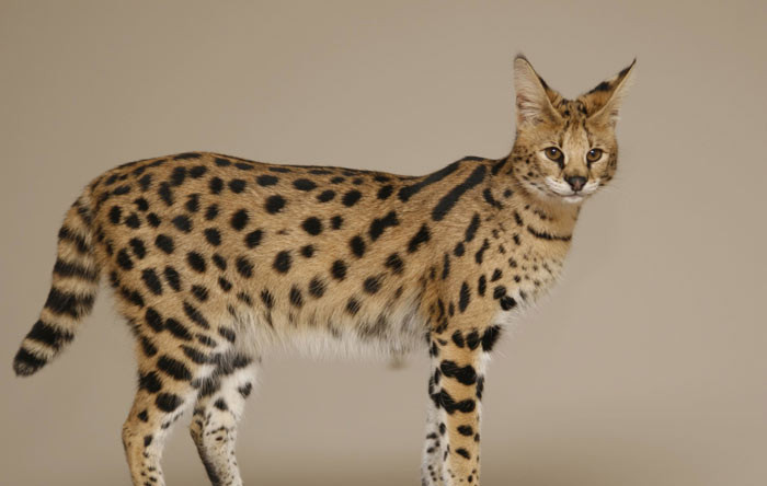 11. Mèo Savannah Savannah là giống mèo quý có vẻ ngoài không khác gì một chú báo đốm. Thân hình mảnh, dẻo dai, đặc biệt là “thần thái sang chảnh”, đầy “uy lực” của giống mèo này có thể chinh phục được bất cứ ví tiền nào. Những chú mèo Savannah còn nổi tiếng thông minh và trung thành y như một chú chó. Mỗi con Savannah có giá bán vào khoảng 6.000 đến 8.000 USD.