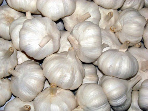 Tỏi Trung Quốc củ to đẹp.