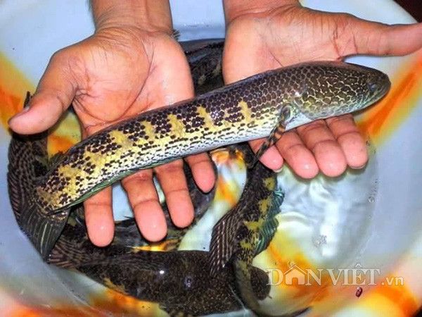 Cá lóc nữ hoàng rất thân thiện, người chơi có thể dùng tay bắt nghịch thỏa thích.
