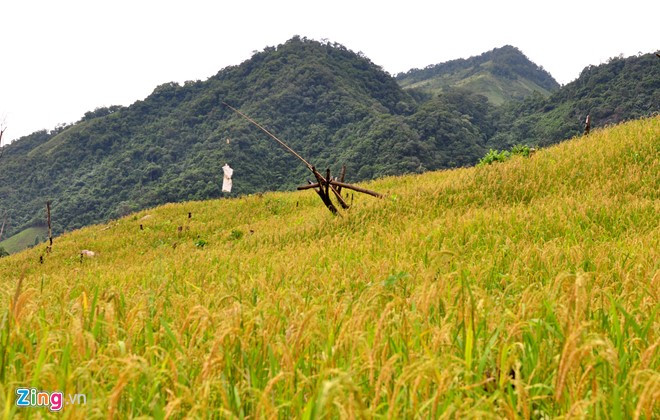 Ruộng lúa Cà Đam khi chín vàng.
