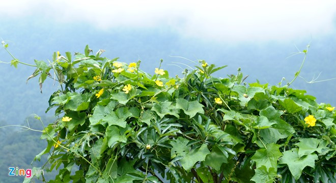 Theo ông Bắc, xét về địa hình, Cà Đam không hề thua kém Bà Nà của Đà Nẵng về độ cao để hình thành điểm du lịch hấp dẫn. Nhiệt độ ổn định ở mức 20 độ C, nhất là trong mùa nóng bức, Cà Đam sẽ là điểm đến lý tưởng cho những du khách.