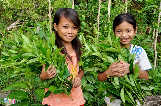 Cây chè ở vùng núi Cà Đam có hương vị đặc biệt, là đặc sản của địa phương này. Chủ tịch UBND tỉnh Trần Ngọc Căng cho hay khí hậu mát mẻ ở dãy núi Cà Đam trồng nhiều cây dược liệu quý như sâm 7 lá và các loại rau, củ, quả ôn đới…