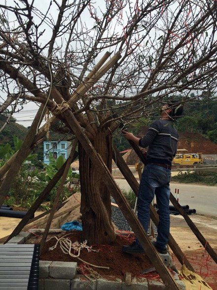 Nói thêm về nguồn gốc cây đào độc đáo, anh Nguyễn Thành Chung - chủ cây đào - tự hào giải thích: “Bà con người Mông ăn rồi vứt hạt vào một thân cây co liêng, qua nhiều năm, nó thành như vậy. Theo quan sát và kinh nghiệm của tôi, hoa đào sẽ nở đúng vào dịp Tết Nguyên đán Đinh Dậu 2017, đó cũng là đặc điểm làm cho cây đào thêm phần thu hút”.