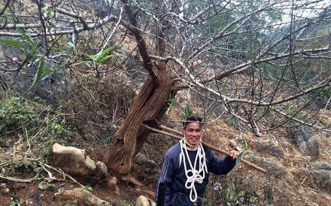 Theo đó, tán cây đào rừng "lạ" này có đường kính 5,7m, rất cân đối và đẹp mắt. Tuy nhiên, điểm đặc biệt hơn cả là cây đào được mọc ra từ gốc cây co liêng cổ thụ, hay còn gọi là cây trong cây.