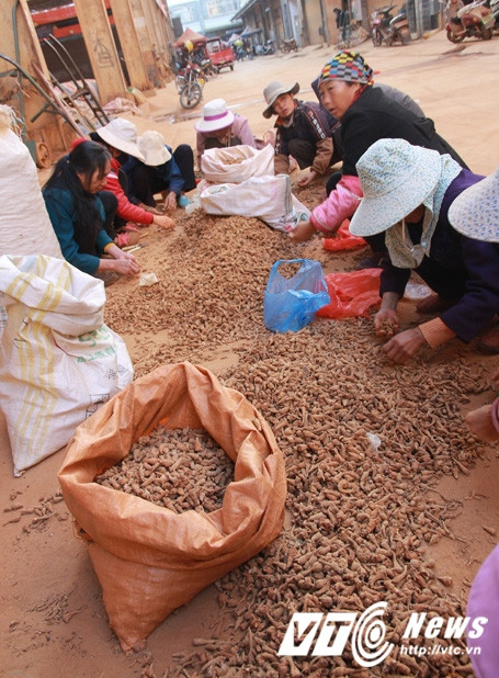 Nhân công nhặt rễ khỏi củ tam thất.