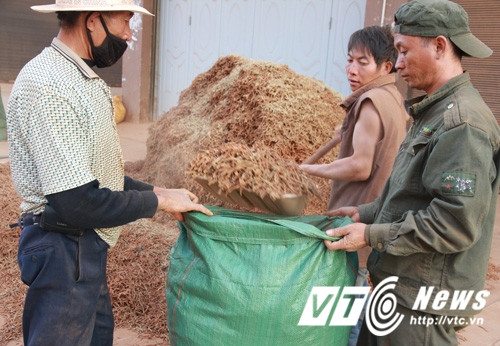 Giữa giờ sáng, là lúc chợ hoạt động cao điểm. Hàng ngàn nhân công, người lao động đổ về chợ làm thuê cho các doanh nhân. Người đóng bao, người bốc vác, người cắt rễ, người sàng sảy khiến cả khu chợ rộng mênh mông bụi đỏ bay mù mịt. Công nhân quét dọn dưới đất, sàng lọc đất cát nhặt từng mẩu rễ bằng cái tăm. Trong khi tam thất chất như núi, mà họ vẫn nhặt nhạnh từng mẩu nhỏ, chứng tỏ tam thất là thứ quý giá, được trân trọng.