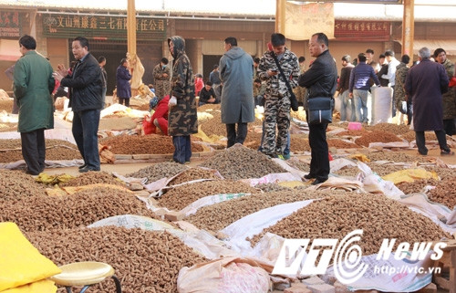 Điều ngạc nhiên, là tam thất ở khu chợ bán buôn này không hề rẻ. Loại nhỏ xíu có giá 1,5 triệu đồng/kg, loại khá có giá 3-5 triệu đồng/kg. Loại khổng lồ thì rất hiếm, nên giá cũng vô cùng, bởi dân sưu tầm săn lùng.