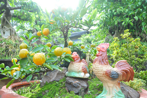 Ông Xuân cho biết thêm, trung bình mỗi cây quất ghép cần thăng bonsai ông bán cho khách chủ yếu ở Hà Nội với giá từ vài triệu đồng đến trên dưới 10 triệu đồng/cây.