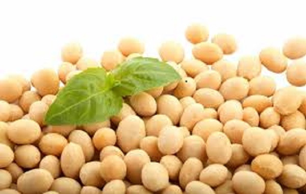 1.Đậu nành Đậu nành được biết là loại ngũ cốc chứa rấ nhiều Vitamin A,B,D và một số axits amin thiết yếu cần thiết cho cơ thể. Ngoài ra đậu nành còn chứa nhiều viatmin E giúp phá hủy các gôc tự do, làm chậm quá trình lão hóa da và tăng cường độ đàn hồi cho da, phòng ngừa hắc tố trên da . Bổ sung đậu nành vào khẩu phần ăn hàng ngày còn giúp làm sáng da, tăng độ ẩm cho làn da vừa ngăn ngừa rạn da cực hiệu quả.