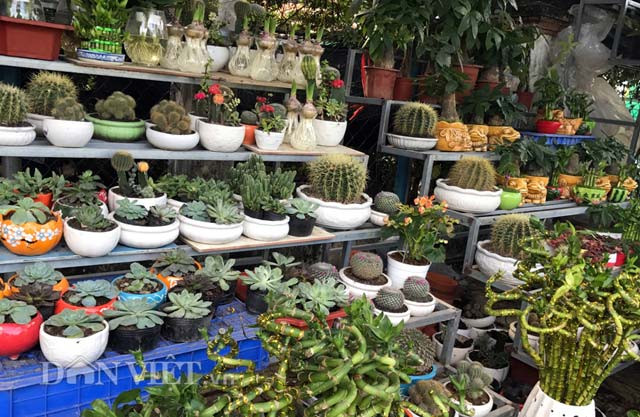Ông Công tiết lộ: "Lượng cá cảnh các loại đã và đang dự tính nhập về từ TP.HCM để bán từ đây cho đến dịp Tết cổ truyền sắp đến khoảng 5-10 triệu đồng/đợt (2-5 ngày/đợt); tăng gấp 3-4 lần so với cùng kỳ năm trước. Trong đó cá Koi đưa về hồ hiện trên 300 con". Anh Bùi Hồng Hải (36 tuổi, ở phường Nghĩa Lộ, TP Quảng Ngãi) chia sẻ: "Ngoài hoa, dịp Tết cổ truyền năm nay tôi sẽ dành khoảng 7 triệu đồng cho việc mua cá cảnh". Ttheo lý giải của nhiều người thì việc mua, trưng cá cảnh sẽ tôn tạo thêm sự sinh động cảnh quan trong khuôn viên nhà của gia đình trong dịp Tết.