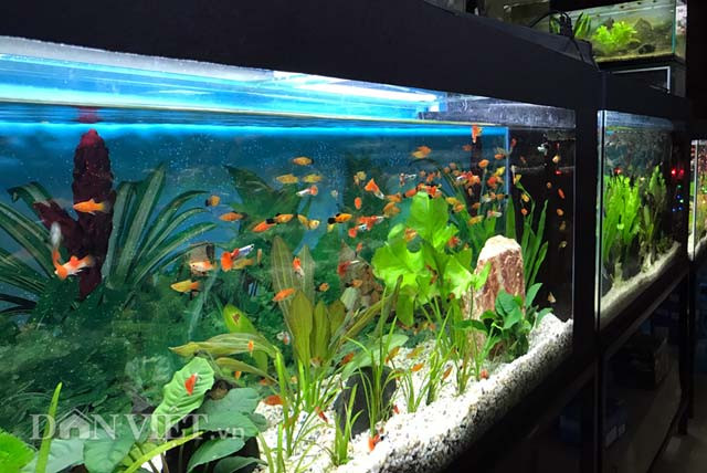 Là một đầu mối cung cấp cá cảnh các loại lớn có tiếng của tỉnh Quảng Ngãi, ông Nguyễn Văn Công (40 tuổi, ở phường Trương Quang Trọng) bộc bạch: "Cùng với việc tìm hiểu để đưa về các loại cá mới lạ, trước nhu cầu ngày càng lớn, đặc biệt là dịp Tết sắp đến, lượng cá cảnh tôi đã và đang dự tính nhập về nhiều gấp từ 3-4 lần so với cùng kỳ năm trước".