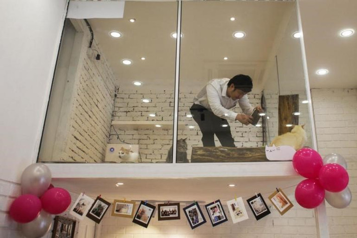 Trong mỗi phòng đều có hệ thống camera giám sát, kết nối qua một ứng dụng điện thoại, để chủ các chú mèo có thể quan sát mọi lúc mọi nơi.
