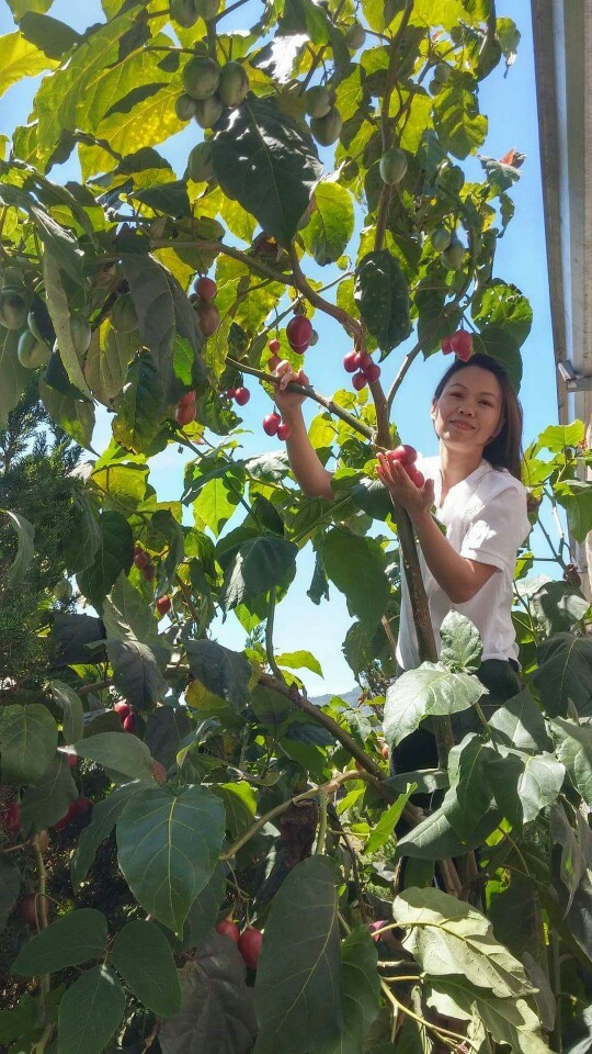 Tuy cùng họ với cà chua, nhưng loại cây này khác hẳn về hình thái cây và quả. Một cây cà chua thân gỗ trưởng thành có thể cao đến 5 m, và có tuổi thọ đến 12 năm. Cây thường có dạng đơn thân, khi cao đến 1,5 m mới bắt đầu đâm nhánh.