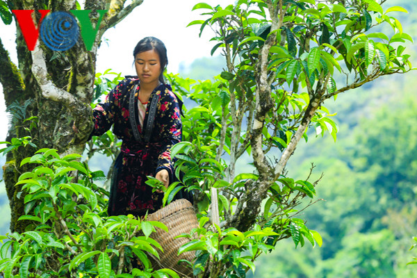 Những người phụ nữ Mông tần tảo đảm nhận công việc khó khăn này.