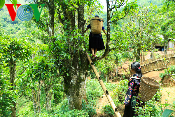 Để hái chè cổ thụ Shan tuyết, người dân phải bắc thang lên các nhánh chè thấp rồi di chuyển lên các nhánh cao hơn để hái được những búp chè 1 tôm 2 lá