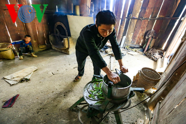 Sau khi hái, chè sẽ được cho vào máy để vò.