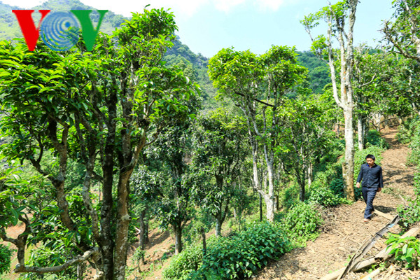 Gia đình ông Hạng A Chư, ở bản Hấu Chua, xã Sín Chải, có nhiều cây chè Shan tuyết lâu đời nhất xã. Ông cho biết: “Từ khi sinh ra, tôi đã thấy cây chè to như thế. Đời tôi rồi đến đời con trai tôi vẫn tiếp tục làm chè”.