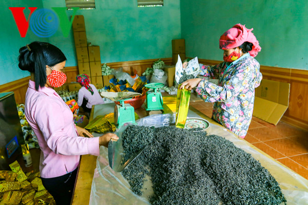 Với giá bán bình quân 13.000 đồng/kg búp tươi, được chính quyền hỗ trợ thêm 3.000 đồng/kg, chè Shan tuyết cổ thụ đang thực sự trở cây xóa, giảm nghèo đối với đồng bào Mông nơi cao nguyên đá này. Chè thành phẩm được một số cơ sở chè trên địa bàn thu mua