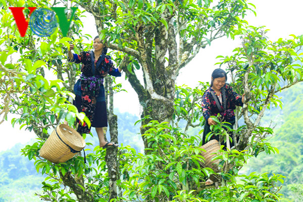 Cây chè cổ thụ là biểu tượng về sức sống mãnh liệt, đồng thời cũng là cây xóa đói giảm nghèo.