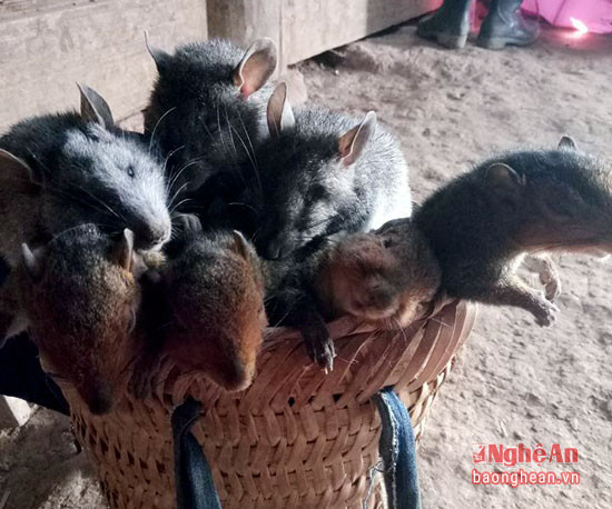 Thành quả của một đêm "đi săn". Ảnh Đào Thọ.