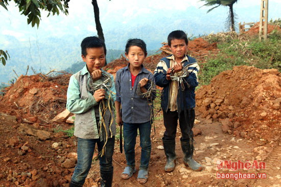 Những đứa trẻ vùng cao Nghệ An thích thú vào rừng đặt bẫy chuột như chơi trò chơi. Ảnh Đào Thọ