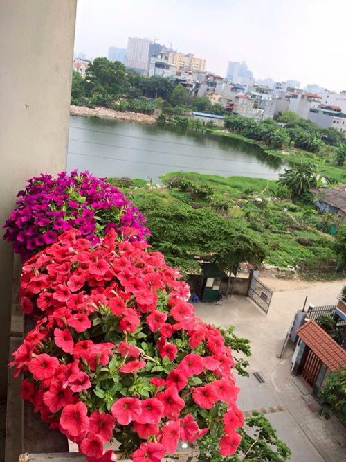 Sở hữu một vườn hoa tuyệt đẹp từ cổng nhà lên đến tầng 3, gia đình chị Huế đã mất 1 thời gian dài chăm sóc. Chị cho hay: “Vì tính chất công việc nên mình không có nhiều thời gian để ý tới hoa lá. Đa phần, cỏ cây đều do 1 tay bố chồng mình chăm sóc. Tuy nhiên, những ngày nghỉ cuối tuần mình vẫn dành thời gian chăm sóc và ngắm vườn hoa”.