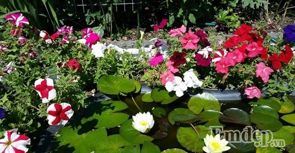 Các loại hoa như dạ yến thảo, pansy, nghệ tây...