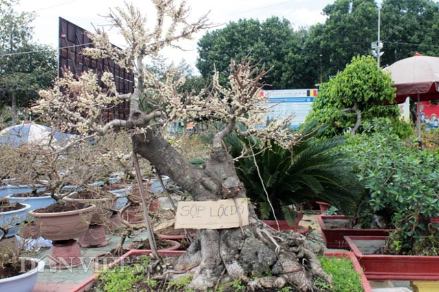 Anh Nguyễn Kiên - một người đang xem cây sộp nhận xét, cây này nếu mua trưng bày trong nhà rất lý tưởng vì sẽ mang được may mắn, tài lộc cho gia đình. Đồng thời, cây sộp cũng thuộc cây tứ trụ sống lâu năm nhất được xem là cây thuộc hàng quý phái, sang trọng và đại diện cho trường thọ. Theo anh Kiên, cây có nhiều nhánh, lá đơn mọc so le nhau, cây thích hợp với đất giàu dinh dưỡng.