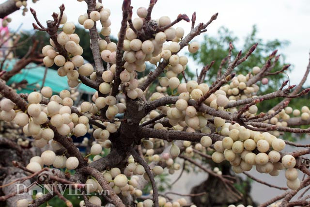 Cây dự tính bán giá 15 triệu đồng.