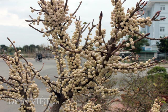 Chủ nhân của cây sộp lộc đỏ là anh Trần Văn Cường (thôn Bình Quý, thị trấn Phước Dân, huyện Ninh Phước, Ninh Thuận). Cây đang được trưng bày bán tại khu vực gần quảng trường 16 tháng 4, TP.Phan Rang – Tháp Chàm (Ninh Thuận). Anh Trần Văn Cường cho biết: “Cây này được tôi săn từ trên núi về sau đó chăm sóc, tạo dáng, cắt tỉa lại cho mát mắt”. Cây khoảng 60 năm tuổi, số lượng hàng ngàn quả, các quả cho ra chằng chịt rất đẹp. Theo anh Cường, cây ra quả hơn 10 ngày nay và hiện vẫn đang tiếp tục ra quả, quả còn non có màu trắng và khi già chuyển sang màu đỏ.