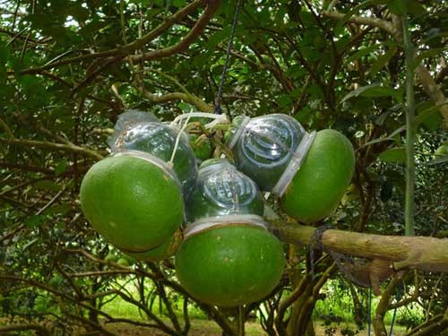 Bưởi hồ lô giá tiền triệu biếu sếp Là tác phẩm của một nhà vườn tại tỉnh Đồng Nai, loại bưởi da xanh đường lá cam được tạo dáng độc đáo thành hình trái hồ lô ghép thành chùm 2, 3 hoặc 4 quả, trên thân có nổi chữ Tài-Lộc hoặc Phúc-Lộc-Thọ.