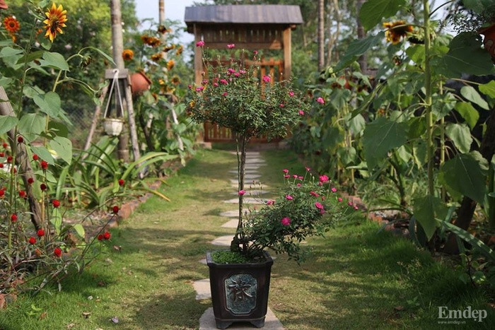 Thật ngạc nhiên khi vườn hồng yên bình đủ loại hồng tỏa sắc tỏa hương này lại nằm ngay giữa lòng thủ đô, nơi bộn bề lo toan, bận rộn và cũng đầy ồn ào, náo nhiệt.