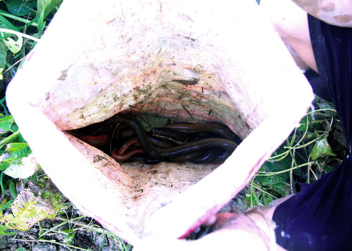 Sau 2 giờ đồng hồ, em Nguyễn Văn Đính đã câu được khoảng 0,3 kg lươn đồng.