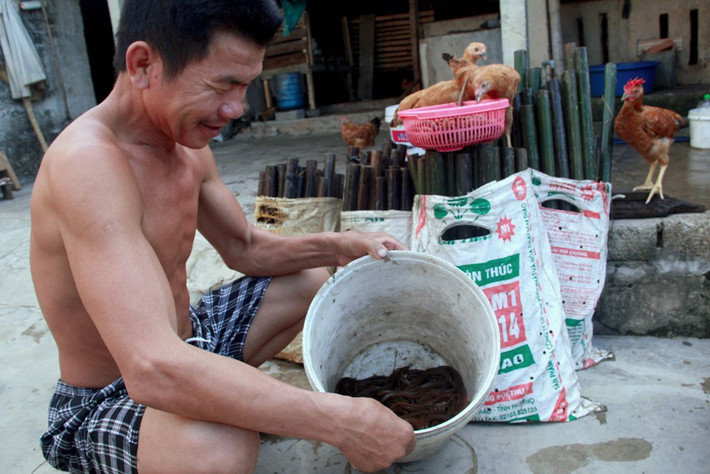 Ông Nguyễn Văn Kỷ (45 tuổi) cho hay, nghề bẫy lươn là nghề phụ nhưng cho thu nhập khá ổn định. "Ban ngày, chúng tôi làm việc đồng áng, việc nhà. Chiều đến thì làm mồi thả trúm bẫy lươn. Tôi thả 200 chiếc trúm trung bình mỗi ngày thu về được 2 kg lươn, giá bán là 80.000 đồng/kg", ông Kỷ hồ hởi.