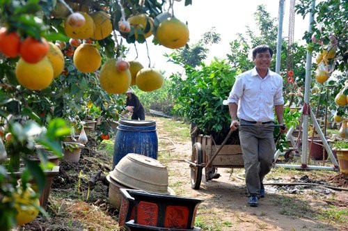 Không chỉ làm giàu cho gia đình, ông Giáp còn tận tình truyền kỹ thuật ghép cây cho những người có nhu cầu học nghề. Ông từng được thành phố Hà Nội vinh danh Công dân Thủ đô ưu tú năm 2012.